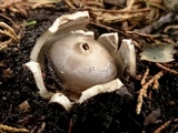 Geastrum coronatum image