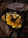 Cantharellus formosus image