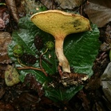 Gyrodon lividus image