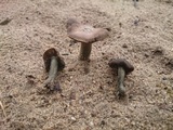 Inocybe aeruginascens image