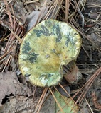 Lactarius subpurpureus image