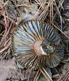 Lactarius subpurpureus image