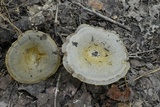 Lactarius chelidonium image
