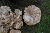 Bondarzewia berkeleyi image