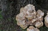 Bondarzewia berkeleyi image