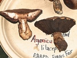 Agaricus lilaceps image