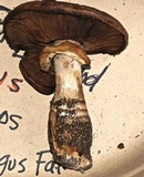 Agaricus lilaceps image