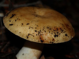 Russula fragrantissima image