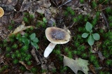 Russula pectinatoides image