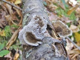 Daedaleopsis confragosa image