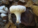 Entoloma abortivum image