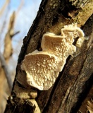 Sarcodontia pachyodon image