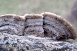 Trametes hirsuta image