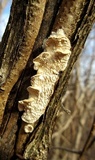 Sarcodontia pachyodon image