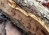 Phellinus gilvus image