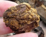 Phellinus gilvus image