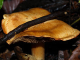 Cortinarius rubicundulus image