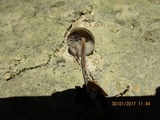 Psilocybe papuana image
