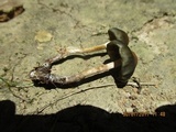 Psilocybe papuana image