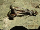 Psilocybe papuana image