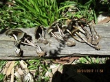 Psilocybe papuana image