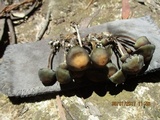 Psilocybe papuana image