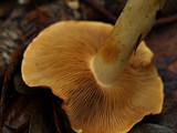 Cortinarius rubicundulus image