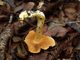Cortinarius rubicundulus image