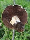 Agaricus californicus image