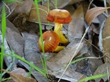 Hygrocybe miniata image