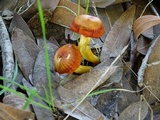 Hygrocybe miniata image
