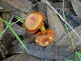 Hygrocybe miniata image
