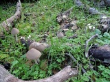 Psathyrella longipes image