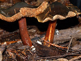 Phaeocollybia olivacea image