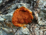 Caloplaca ignea image