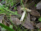 Inocybe sororia image