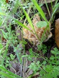 Ramaria violaceibrunnea image