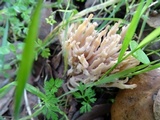 Ramaria violaceibrunnea image