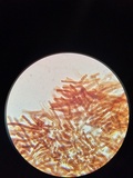 Phellinus robiniae image