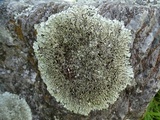 Xanthoparmelia cumberlandia image