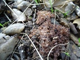 Clavulina cinerea image