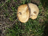 Clitocybe brunneocephala image