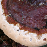 Ganoderma sessile image