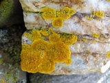 Caloplaca impolita image