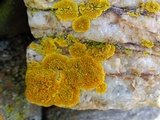 Caloplaca impolita image