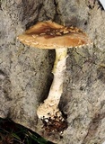 Amanita excelsa image