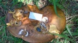Phlebopus sudanicus image