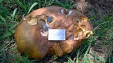 Phlebopus sudanicus image