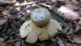 Myriostoma coliforme image