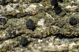 Cyphelium karelicum image